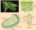 Image: chlorophyll