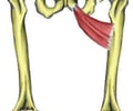Image: Adductor Brevis