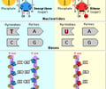 Image: DNA vs. RNA