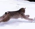 Image: predation