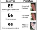 Image: Genotype