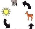 Image: food chain