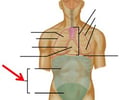 Image: abdominopelvic cavity
