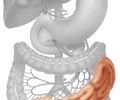 Image: small intestine