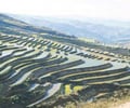 Image: Terrace Farming