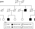 Image: Pedigree