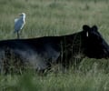 Image: Commensalism