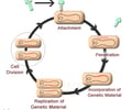 Image: lysogenic cycle