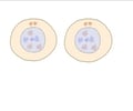 Image: Cytokinesis