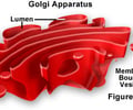Image: golgi body
