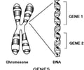 Image: Genes