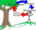 Image: Carbon Cycle