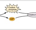 Image: most cells only store enough ATP for _______ of activity