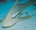 Image: commensalism