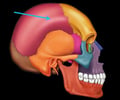 Image: parietal