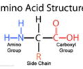 Image: What are amino acids?