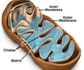 Image: mitochondria