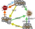 Image: Rock Cycle