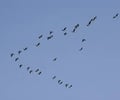 Image: Migrate