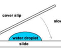 Image: Wet mount