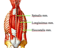 Image: Erector Spinae Middle-Longissimus