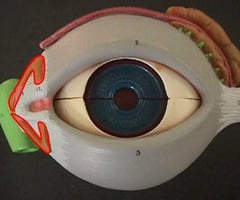 Image: Canaliculus