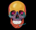 Image: mandible