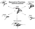 Image: Adaptive Radiation