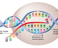 Image: template strand (in transcription)