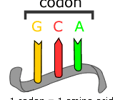 Image: codon