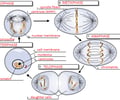 Image: What are the phases of mitosis?