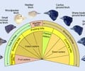 Image: Adaptive radiation