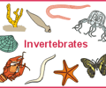 Image: Invertebrate