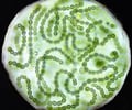 Image: cyanobacteria