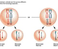 Image: independent assortment of chromosomes