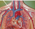 Image: vein