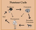Image: nutrient