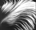 Image: "cabbage leaf" edward weston