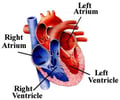 Image: heart