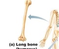 Image: long bone