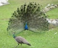 Image: Sexual Selection