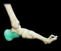 Image: Calcaneus