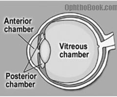 Image: Anterior segment