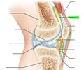 Image: Suprapatellar bursa