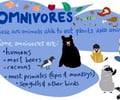 Image: Omnivore