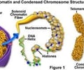 Image: Chromatin