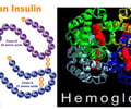 Image: protein