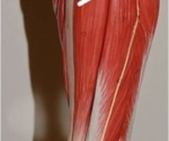 Image: anterior