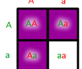 Image: Allele