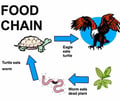 Image: Food chain